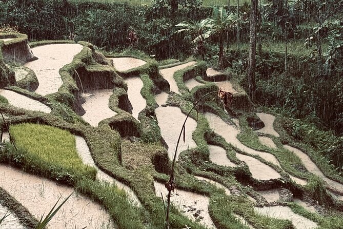 Ubud Top Tours to Discover Bali’s Cultural and Natural Wonders - Taking part at Tirta Empul Temple