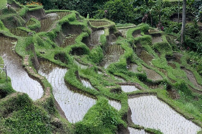 Ubud Top Tours to Discover Bali’s Cultural and Natural Wonders - What the $64 price really covers