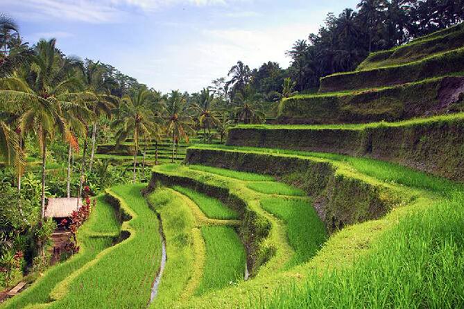 Ubud Tour - Best of Ubud - All Inclusive - Walking through Ubud Monkey Forest