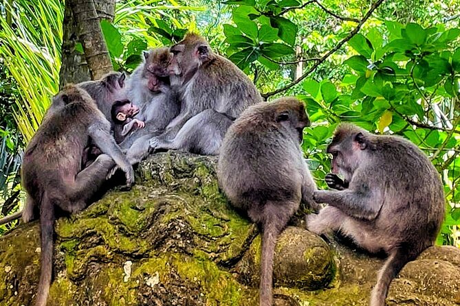 Ubud Tour - Highlight of Ubud - Traditional Tour - The long-day logistics you should expect