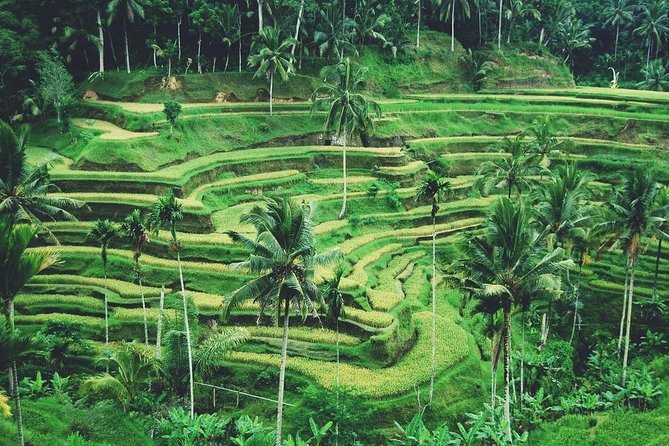 Ubud Trip, The Best of Ubud in a day - All Inclusive - Tirta Empul: understanding the holy water temple