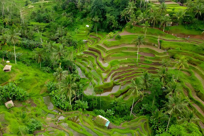 Ubud Village, Waterfall and Kintamani Volcano Tour - Coffee tasting comes with a shopping question
