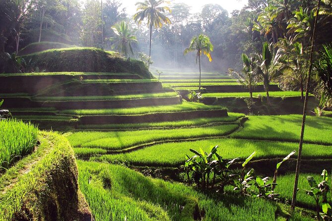 Ubud: Waterfall, Rice Terraces, and Monkey Forest Private Tour - Ending at Tegenungan Waterfall