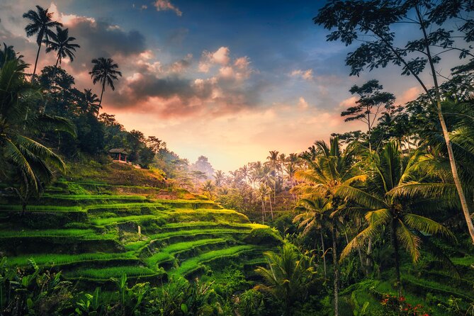 Ubud waterfall, rice terraces, and swing explore - A compact Ubud day with three clear highlights