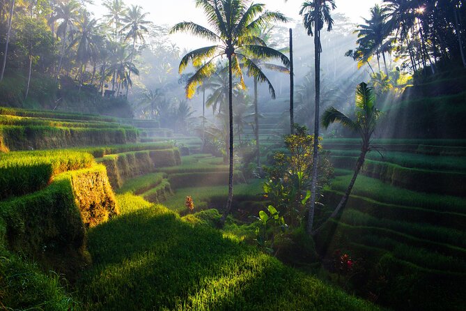Ubud waterfall, rice terraces, and swing explore - Ubud Jungle Swing: the thrill with a separate price tag