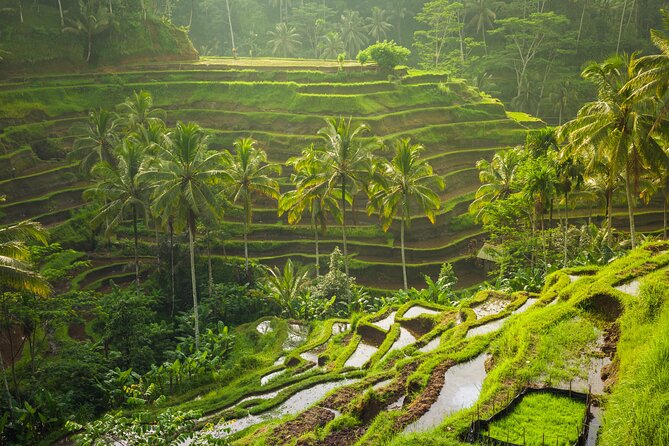 Ubud waterfall, rice terraces, and swing explore - Who will get the most from this outing
