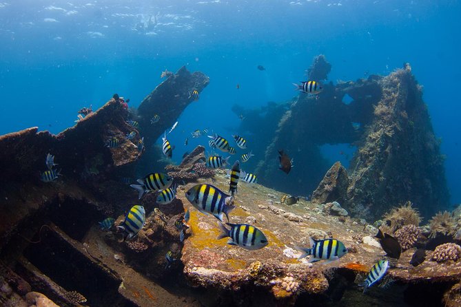 USS Liberty Shipwreck Scuba Diving at Tulamben Bali - Why the USS Liberty is such a popular underwater site
