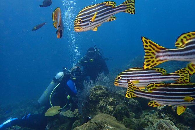 USS Liberty Shipwreck Scuba Diving at Tulamben Bali - Who should book this Tulamben outing?