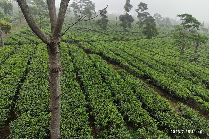 Volcano, Hot Spring, Tea Factory, rice fields and Coffee Tour - Why this Jakarta day trip works