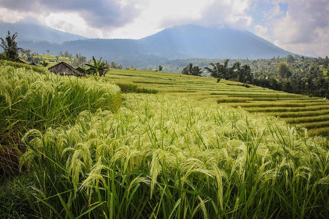 West Bali Tour: Taman Ayun, Ulun Danu Beratan, Jatiluwih Rice Terrace, Tanah Lot - What your private driver adds