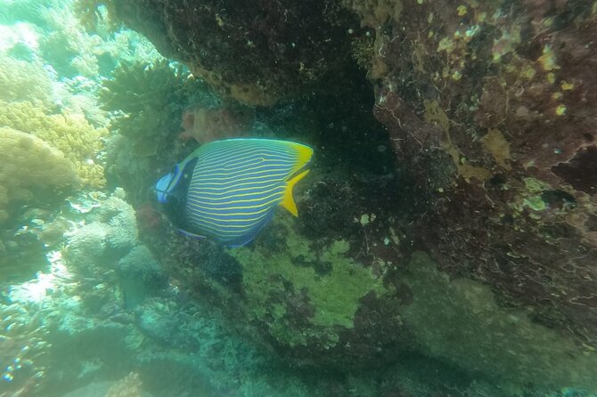 West Nusa Penida With Snorkeling Private Guided Tour - Kelingking Beach: the island’s famous view