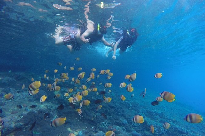 West Nusa Penida With Snorkeling Private Guided Tour - Manta Point: the main wildlife hope