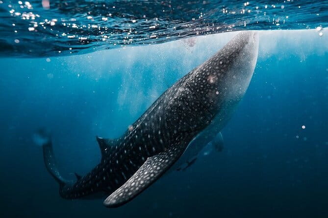 Whale Shark Adventure 2 Days 1 Night Sharing Trip - Key points to know before booking