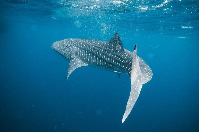 Whale Shark Adventure 2 Days 1 Night Sharing Trip - Why Saleh Bay is the real attraction