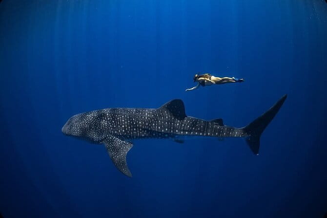Whale Shark Adventure 2 Days 1 Night Sharing Trip - The 4 a.m. start at Teluk Saleh