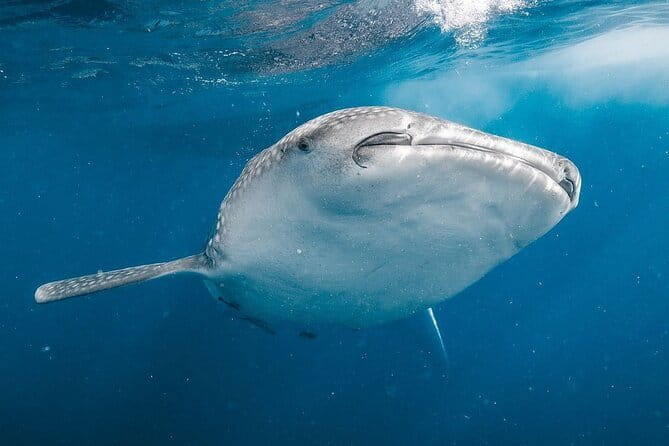Whale Shark Adventure 2 Days 1 Night Sharing Trip - Day 1: From Mataram to Sumbawa