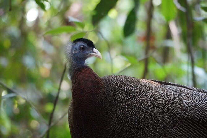 Wonderful 2Days 1Night Bukit Lawang Jungle Trekking Free Rafting - Key points before you book