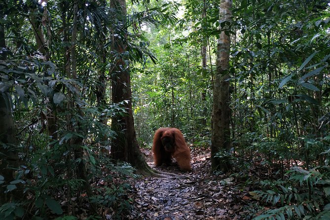 Wonderful 7 Days North Sumatra Tour (Include: 2 Days 1 Night Jungle Trekking) - Day 6: Samosir Island and Batak traditions